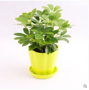 水培新宠七叶莲花栽招财树植物属虎八方来财七叶连办公室盆栽花卉