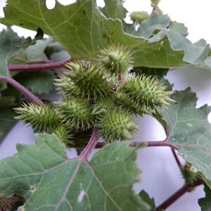 新鲜天然苍耳子 荆棘狗 老鼠愁 葈耳实 胡苍子羊咪咪果实500g包邮