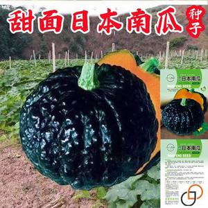 日本南瓜种子甜面香糯高产春秋蔬菜种子进口黑板栗南瓜种子新品种