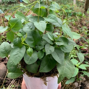 三七种植苗绿植可食用蔬菜三七苗观赏药材藤三七苗盆栽家养