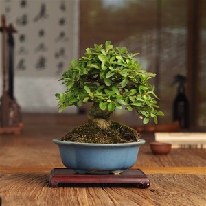 火棘盆景微型植物盆栽小品一物一拍室内窗l台阳台好养悬崖造型老