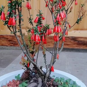 五翅莓灯笼花小叶红花吊金钟红花树萝h卜倒挂吊金钟室内阳台绿植