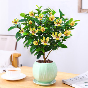 含笑花盆栽庭院花卉浓香型带花发货四季常青植物室内花含笑花树苗