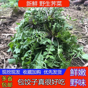 山东 新鲜 荠菜 野生 荠 菜地菜 荠荠菜 现挖荠菜 饺子馅 3斤包邮