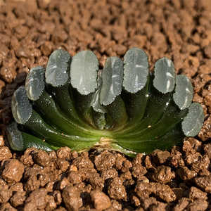 k春玉多肉墨玉扇十二卷属多肉p植物非组盛培扇