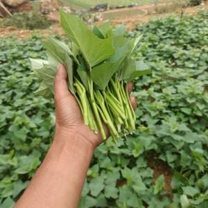 新鲜红薯叶台湾福薯18号新鲜食用包邮地瓜叶番薯叶种苗老茎