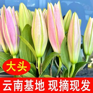 单头百合花