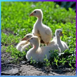 tb5107154329淘宝灰鹅雁鹅蛋正宗纯种灰羽百子鹅下蛋王种蛋受精蛋可