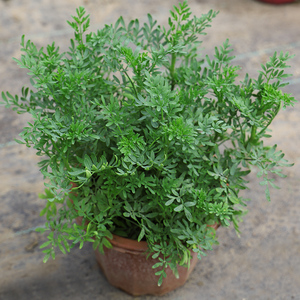 臭草芸香草【克拉香草】煲绿豆糖水 驱蚊草庭院植u物 贼仔香草盆