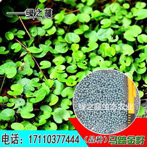 马蹄金草种草坪种子多年生草籽马蹄筋别名金钱草铜钱草种子