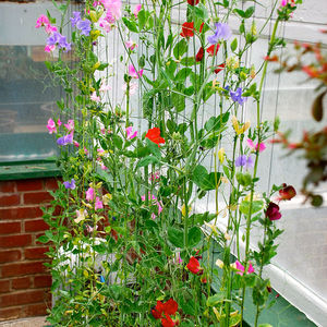 进口香豌豆种子蓝色多瑙河切花家庭阳台垂吊盆栽爬藤耐寒花卉0人付款