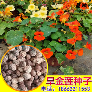 旱金莲金莲花种子旱荷花四季种夏季秋季攀爬藤蔓垂吊室内阳台花卉