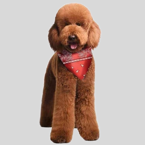 大泰迪狗巨型超大