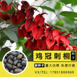 新采鸡冠刺桐种子 巴西刺桐 鸡冠豆种子 象牙红 鸡冠花树种子