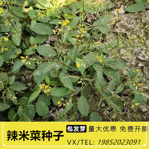野生蔊菜辣米菜种子天然油菜塘葛菜干油菜石豇豆田葛菜潮汕假菜仔