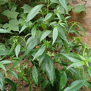 穿心莲种子苦草春莲秋柳一见喜印度草药用观赏一年生草本植物种籽