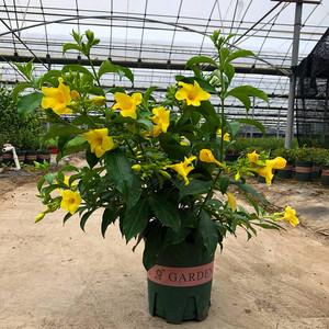 黄蝉花大苗花卉盆栽带花苞多年生金蝉花夏季开花绿植阳台庭院耐热
