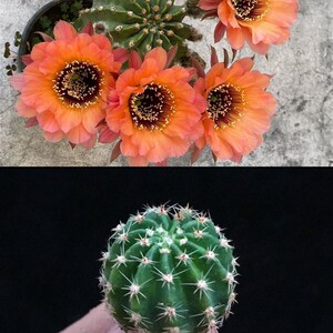 荷花粉黄金bit丽花l33仙人球黑喉极光热带魔法调色板tom阳光明媚