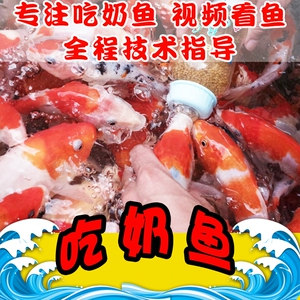 鱼塘驯化锦鲤吃奶鱼活体喂奶鱼奶瓶嘴鱼定制玻璃鱼缸捞鱼喂奶鱼池