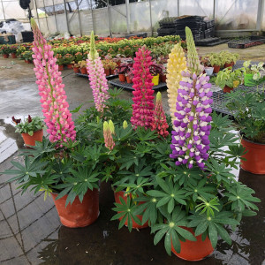 80tb7706832501淘宝四季鲁冰花羽扁豆羽扇豆盆栽植物花卉庭院阳台