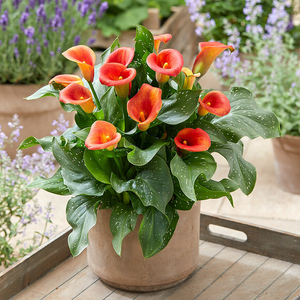 马蹄莲盆栽带花鲜花真花进口花卉苗阳台庭院多年生好养易活绿植