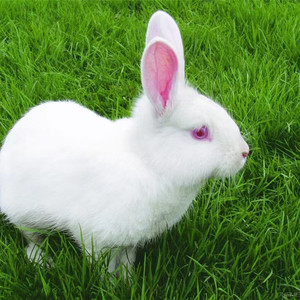 宠物小白兔活体幼兔公主兔比利时肉兔小黑兔熊猫兔家养活体兔礼物