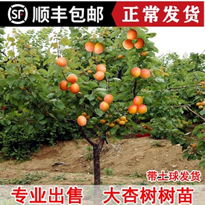 杏树果苗特大嫁接早熟甜杏子盆栽地栽南方北方种植带土球庭院果树