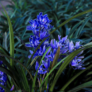 带花苞兰花苗 蓝宝石 世界上a最香的兰花室内四季好养名贵浓香