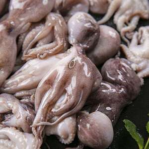 新鲜爆头鱼八爪鱼鲜活足海鲜冷冻整只迷你大章鱿鱼非冷冻须米