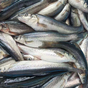 柳根鱼东北黑龙江冷水鱼鲜活冷冻新鲜淡水鱼开江鱼水产3斤装包邮