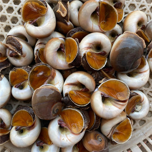 丹东特产红香螺鲜活猫眼螺新鲜海鲜水产玉螺贝类海螺3斤顺丰包邮