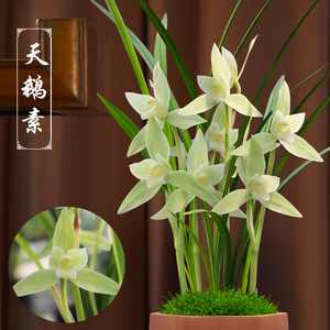 香草源春剑名品兰花天鹅素茶室阳台室内花卉绿植盆栽原生老种好养