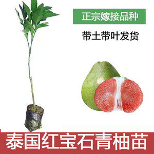 泰国红宝石青柚苗纯种嫁接特大新品种越南青柚树苗三红心柚子树苗
