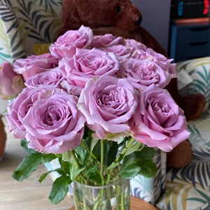 如熙花卉紫皇后单头玫瑰