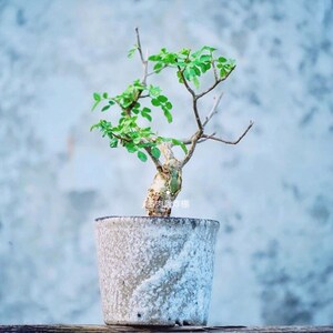 稀有橡木漆树籽播实生多肉块根观赏极强盆景植物开箱折损包赔