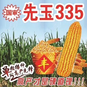 田玉335玉米种图片