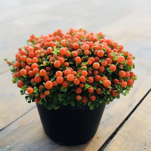 珍珠橙盆栽吉祥果多肉花卉桌面室内观果绿植物迷你红果薄柱草橙色