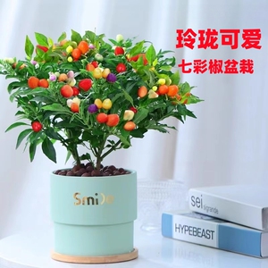 七彩椒辣椒盆栽树苗带果可食用新鲜多色五彩椒朝天椒阳台花卉绿植