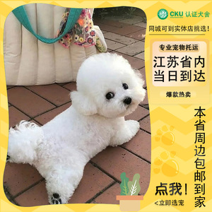 纯种比熊幼犬活体比熊犬幼犬法国卷毛小型犬活体宠物狗狗白色比熊