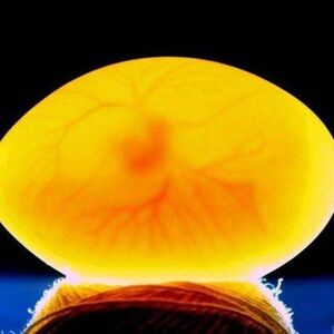 纯种摩登元宝圆环受精蛋白羽王孵化鸽子种蛋人工信鸽蛋114人付款58