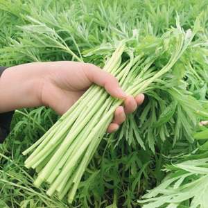 【坏烂包赔】南京八卦洲新鲜芦蒿蔬菜泥蒿藜蒿农家自种坏烂包赔