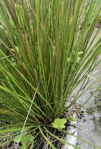 000人付款淘宝灵希中药材 灯心草 灯芯草 虎须草 灯草 道地无硫 50