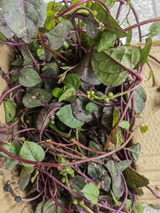 广东红木耳菜紫落葵红藤菜紫木耳菜紫藤红杆甜菜苗小牛皮叶种子