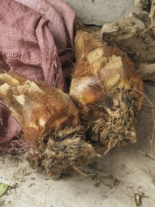 现挖新鲜棕树心棕棕榈芯棕树头棕榈心棕榈树树心1个包邮