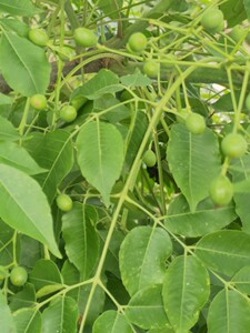 深山新鲜苦楝叶苦炼树树叶火炼树火楝树根 苦苓树叶500克买三送一