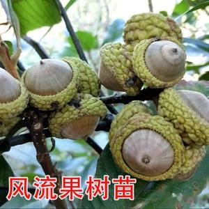 特大风流果树苗文玩双肾子阴阳果树苗强肾男性泡酒料