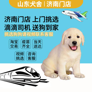 导盲犬训练