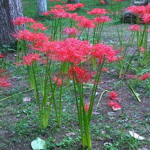 新品喜阴耐寒多年生宿根植物种子彼岸花球根室外易活花籽庭院花草