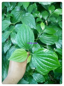 蒌蛤篓假蒌假蒟蒌叶新鲜食用蔬菜香菜田螺配料青蒌叶急捞500g