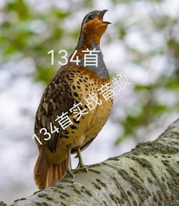 最新版竹鸡声音134首内存卡高清竹鸡公母穗鸡叫声